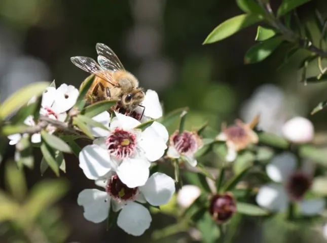 Trà Lof Manuka